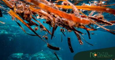 As algas marinhas vermelhas contribuem para a saúde?